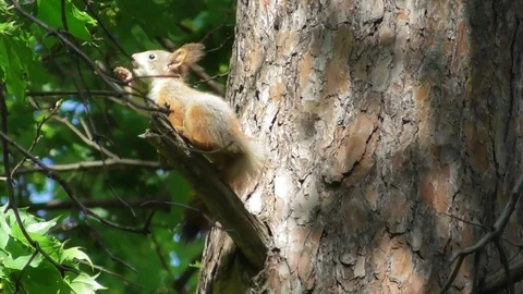 Young squirrel playing with maple leaf Video stock 121024003