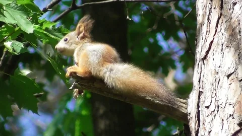 Young squirrel playing with maple leaves Video stock 121024001