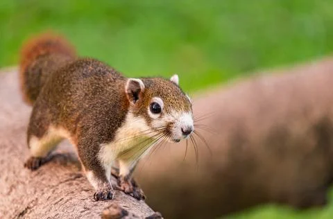 Young squirrel is running on a tree in a city center. Stock Photos