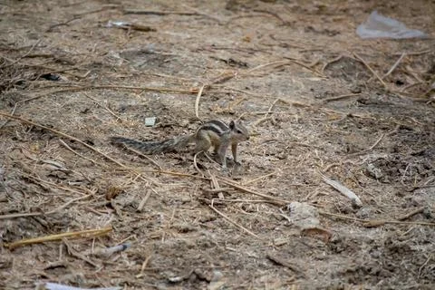 Young squirrel standing on dry forest ground in natural habitat Foto stock