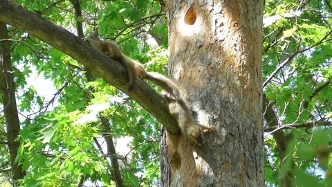 Young squirrels playing on the branch of a pine Stock-Footage 121024118
