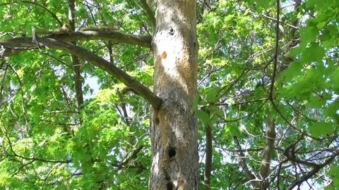Young squirrels run on an old pine tree Video stock 121024129