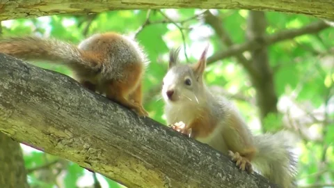 Young squirrels run on a pine branch Video stock 121024103