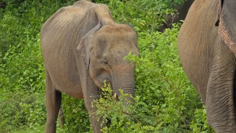 Young Sri Lankan Elephant Browsing in Green Bush in Udawalawe National Park Stockbeeldmateriaal 333604235