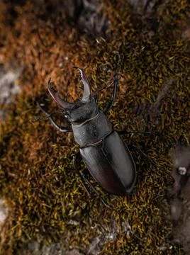 Young stag beetle on tree bark macro Stock Photos