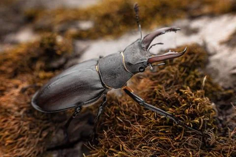 Young stag beetle on tree bark macro Stock Photos