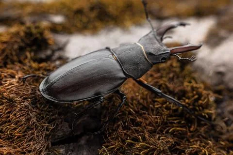 Young stag beetle on tree bark macro Stock Photos