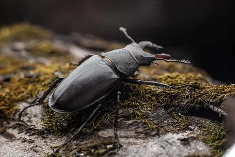 Young stag beetle on tree bark macro Stock Photos