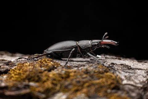 Young stag beetle on tree bark macro Stock-Fotos
