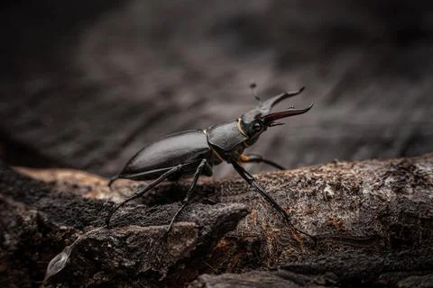 Young stag beetle on tree bark macro Foto stock