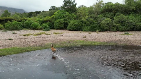 Young Stag crosses river  Stock Footage 252200822