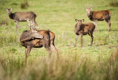 Young stag deer itching Stock Photos