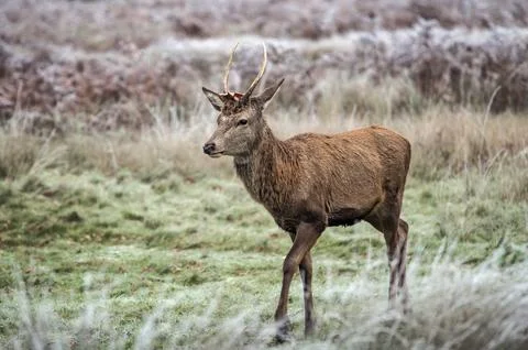 Young stag on the move Foto stock