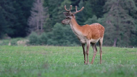 Young stag nibble green grass Stock Footage 32516360