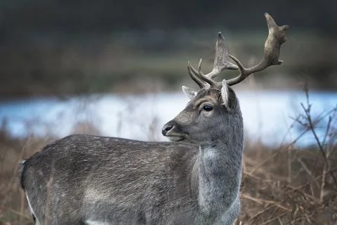 Young Stag Stock Photos