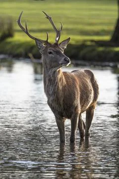 Young Stag Stock Photos