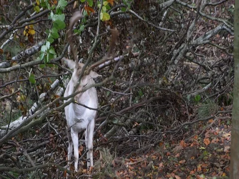 Young Stag Rutting with a Tree Stock Footage