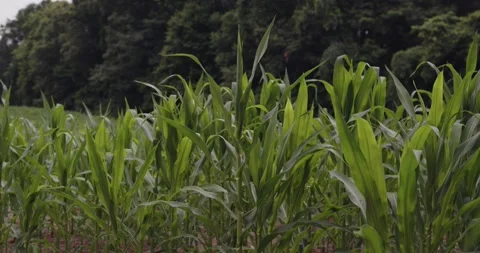 Young Stalk in Breezy Cornfield Stock Footage 201445194