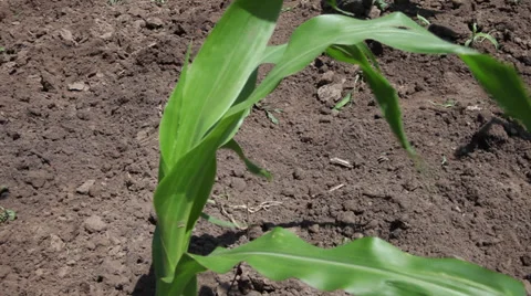 Young stalk of corn, green plant on corn field in the wind, close up Stock Footage 39498347