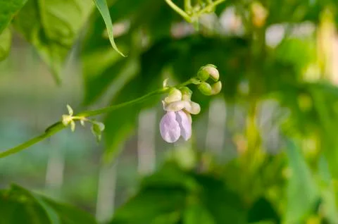 Young stalks of a string bean in the garden Stock Photos