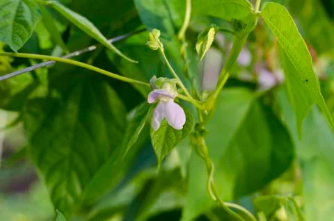 Young stalks of a string bean in the garden Stock Photos