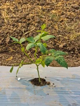 Young stalks of a string bean Stock Photos