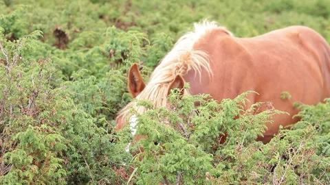 A young stallion eats grass, close-up. A hungry horse eats green grass Stock Footage 248775535