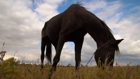 Young stallion eats grass in the field 스톡 동영상 116625290
