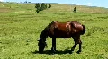 Young stallion HD Footage