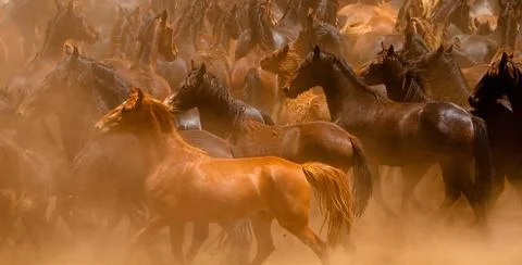 Young stallion Stock Photos