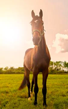 Young stallion posing 写真素材