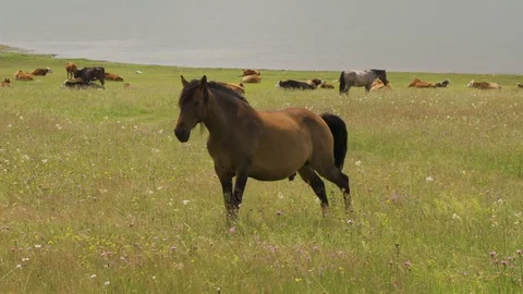 Young stallion waves with tail while eating grass on lake meadow Stock Footage 111646861