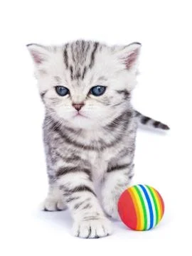 Young standing silver tabby cat with colorful ball Stock Photos