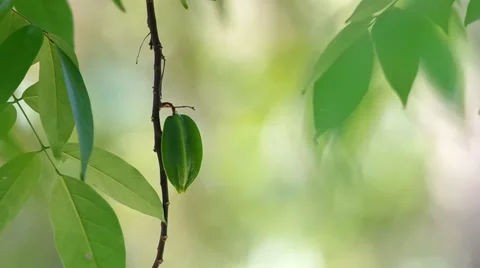 Young star fruit on the tree Stock Footage 59571460