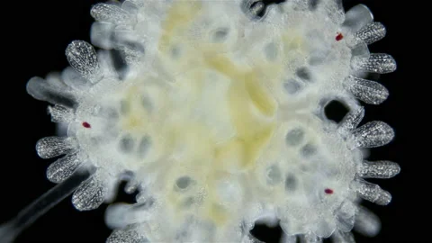 Young starfish Asteroidea under a microscope, type Echinodermata.Organ work and Stock Footage 229760317