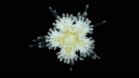 Young starfish Asteroidea under a microscope, type Echinodermata. Stock Footage 230896705