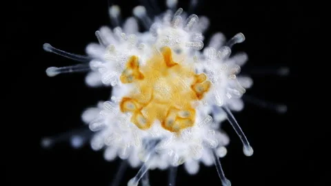 Young starfish Asteroidea under a microscope, type Echinodermata. Stock Footage 340764687