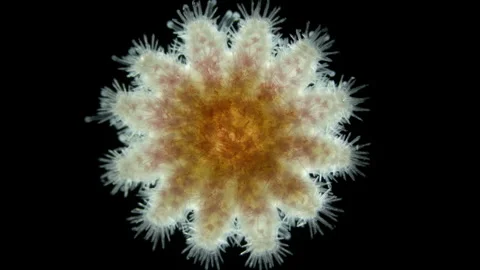 Young starfish Crossaster papposus under a microscope, Solasteridae family Stock Footage 247247967