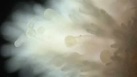 Young starfish Crossaster papposus under a microscope, Solasteridae family Stock Footage 247257187