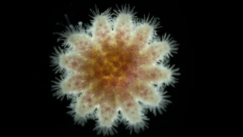 Young starfish Crossaster papposus under a microscope, Echinodermata Stock Footage 247367283