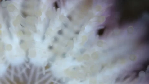 Young starfish Crossaster papposus under microscope, phylum Echinodermata Stock Footage 296332186