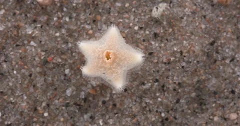 Young starfish Pteraster militaris, class Pterasteridae.  White sea Stock Footage 296804428