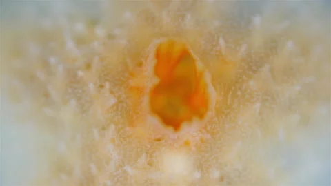 Young starfish Pteraster militaris, class Pterasteridae. White sea Stock Footage 297261827