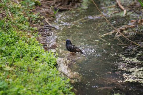 A young starling chick bathing in a stream during warm weather, cleansing i.. Stock Photos