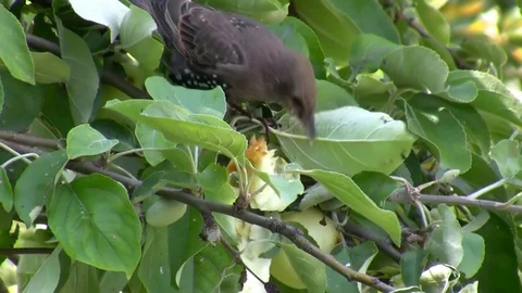 Young starling eating apple on the tree Vídeos de archivo 93294204