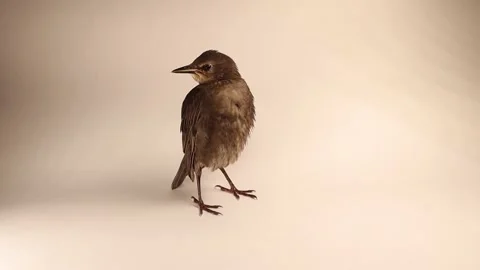 Young starling isolated on white background. Baby bird cleaning its self. Wild Stock Footage 197329260