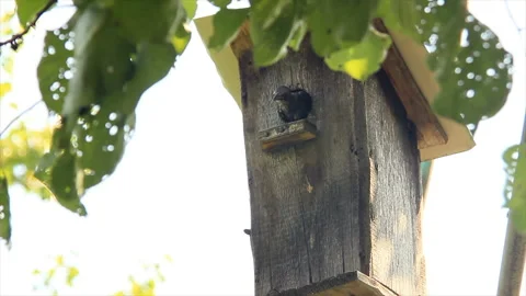 Young starling opened its beak on a hot day Stock Footage 171371049