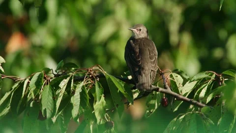 Young Starling Perched in a Cherry Tree Stock Footage 310232979