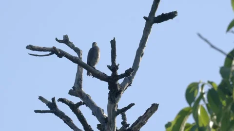 Young Starling Perched on Dead Tree Branch in 4K Slow Motion Nature Footage Stock Footage 337718858
