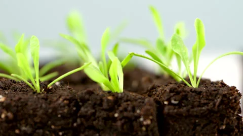 Young statice seedlings growing in soil blocks. Soil blocking is a seed start Video stock 263699998